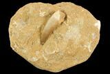 Fossil Plesiosaur (Zarafasaura) Tooth - Morocco #121690-1